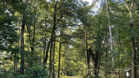 Waldpassage | &copy; Tourist-Information Remagen, Romantischer Rhein Tourismus GmbH