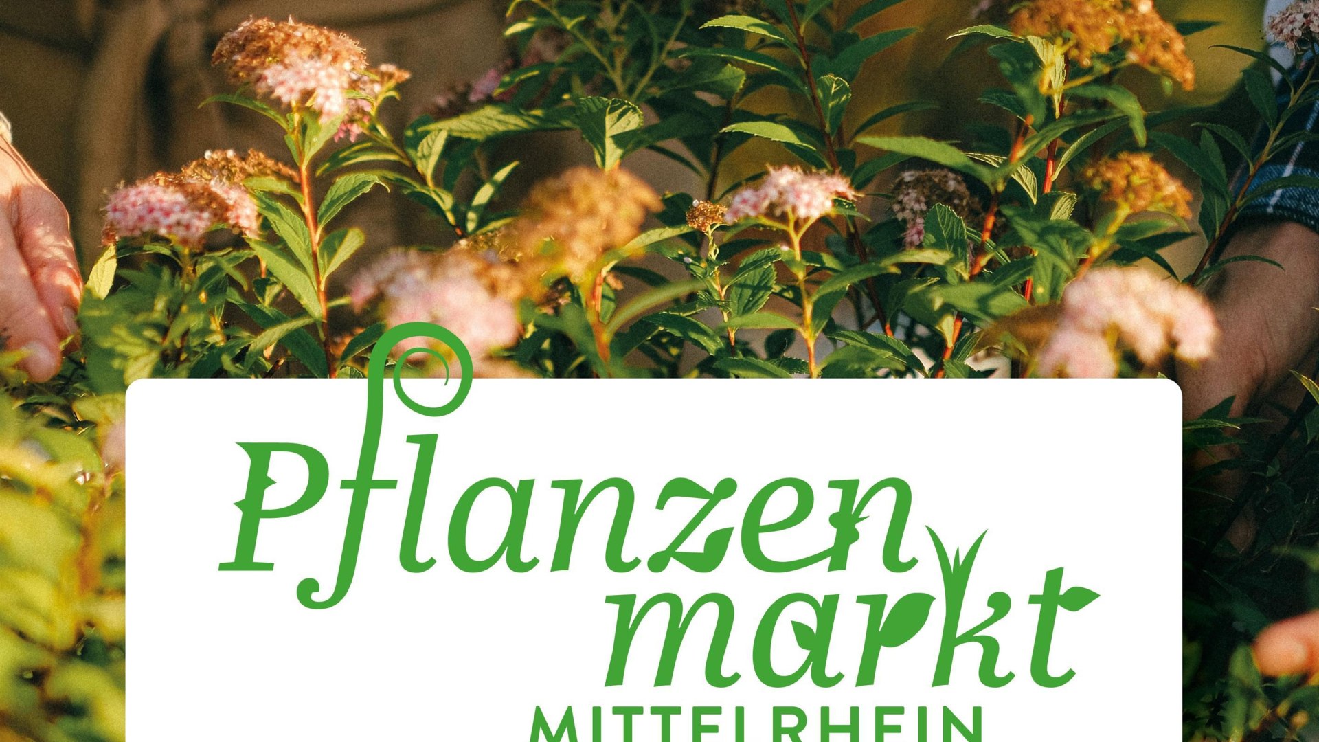 Pflanzenmarkt | &copy; Ch. Buening