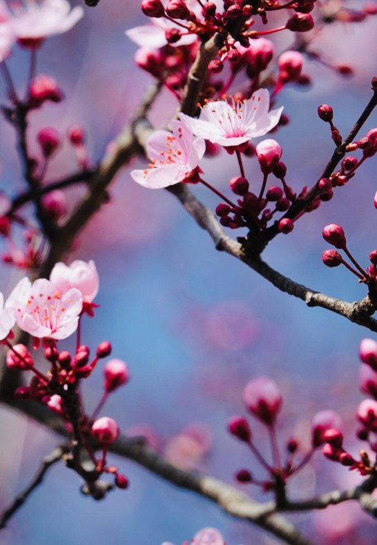 DSC03285 | &copy; AnyaFi