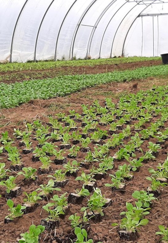 6 | © Katringer Grünzeug eG 6 | © Katringer Grünzeug eG