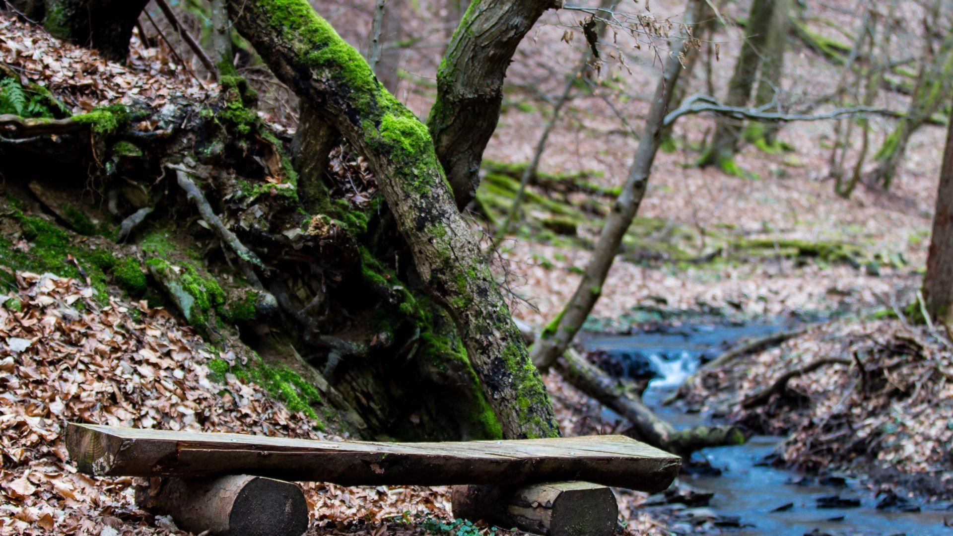 Pulsbachklamm | © Joachim Hewel Pulsbachklamm | © Joachim Hewel