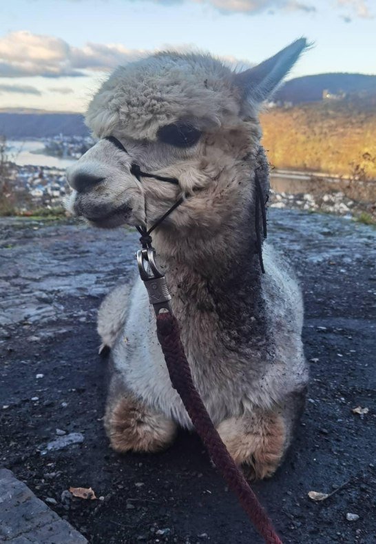 Alpaka | &copy; Mittelrhein Alpakas