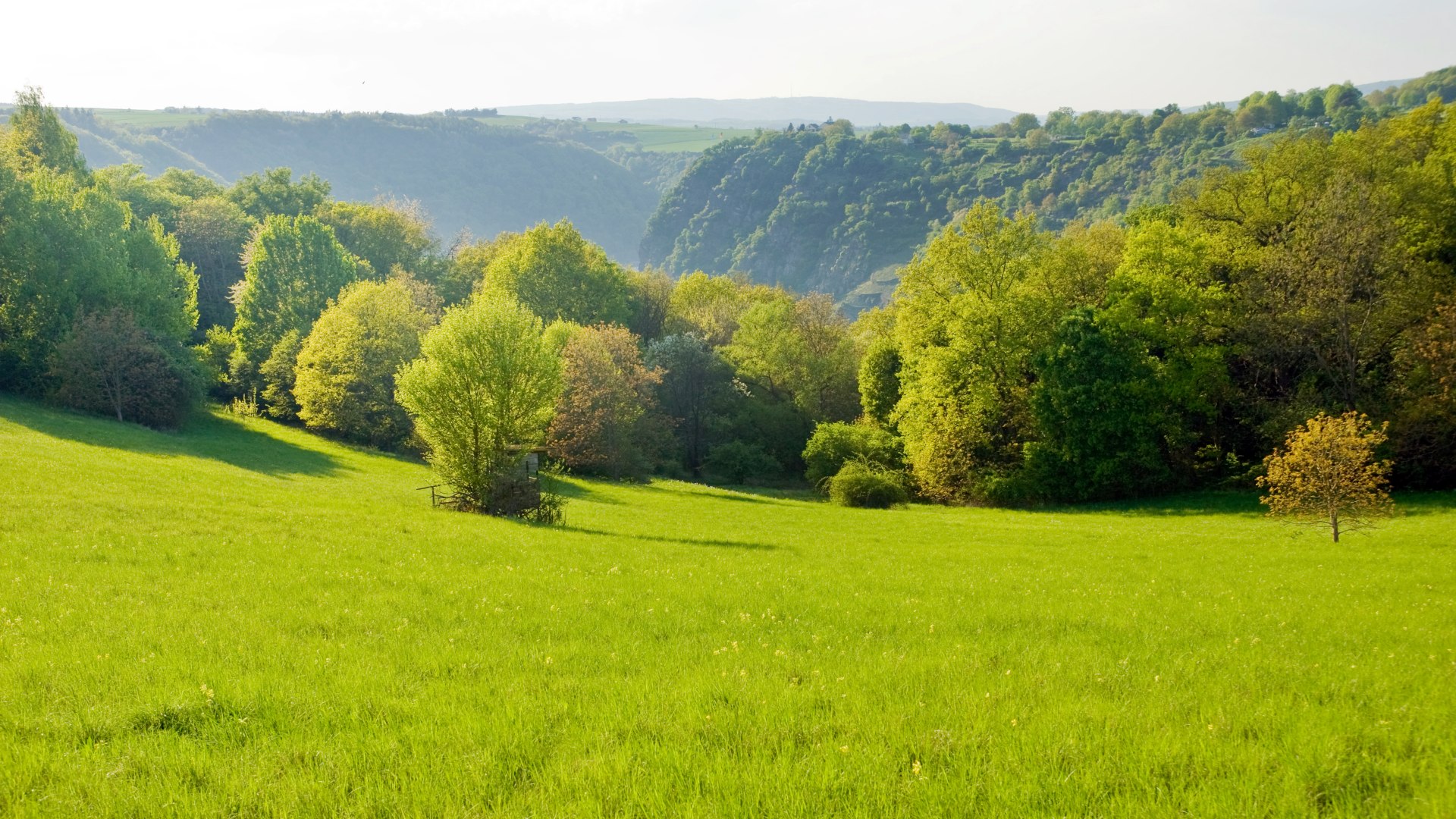 Leiselfeld | © Dominik Ketz / Rheinland-Pfalz Tourismus GmbH Leiselfeld | © Dominik Ketz / Rheinland-Pfalz Tourismus GmbH