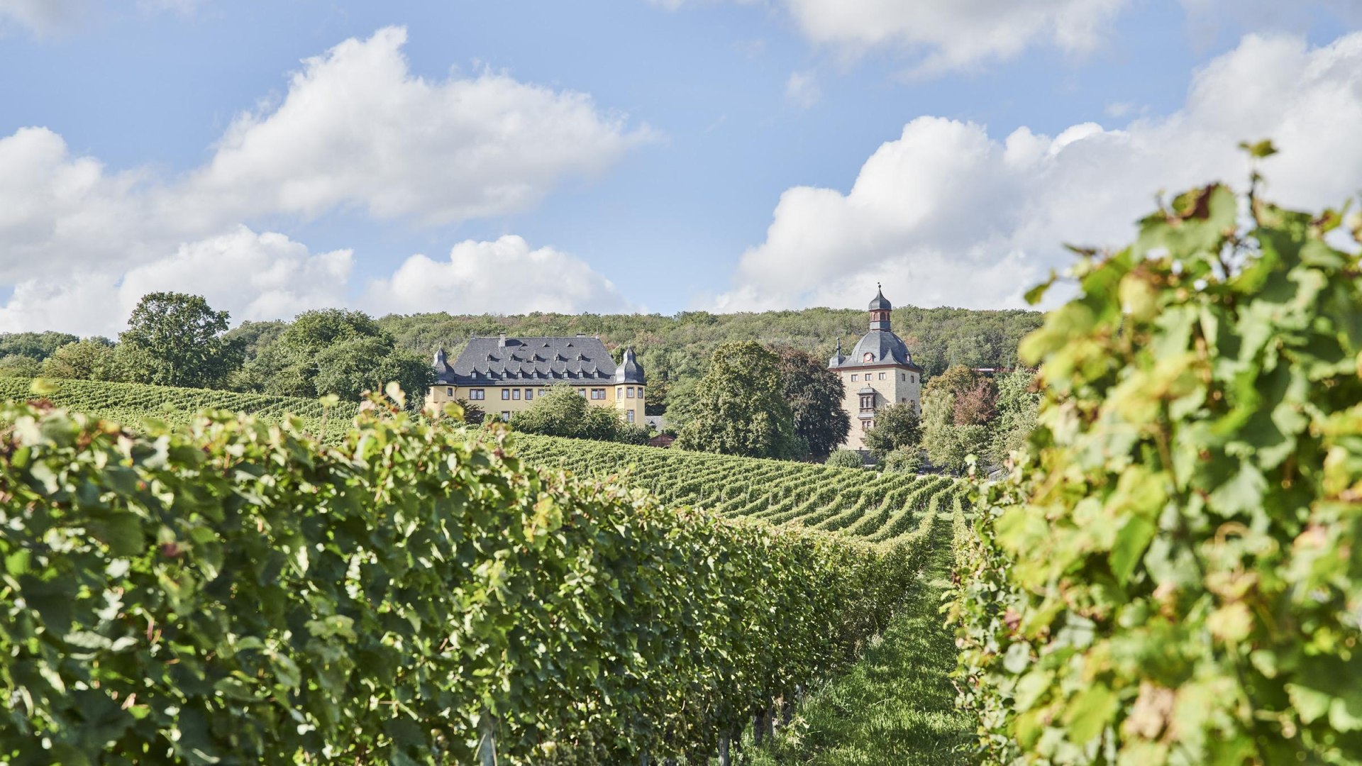 Schloss Vollrads Weinberge | © Hessen Tourismus, Roman Knie Schloss Vollrads Weinberge | © Hessen Tourismus, Roman Knie