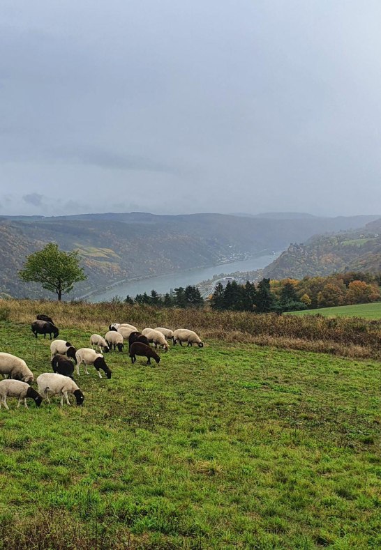 Niederburger Heide Schafe | &copy; Thomas Biersch