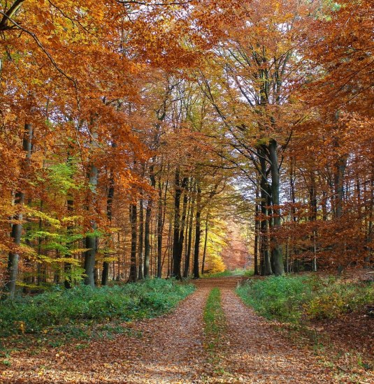 Herbstwald | © ©Gabriele M. Rheinhardt Pixabay