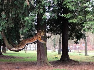 Leopard | &copy; Tourist Information Boppard
