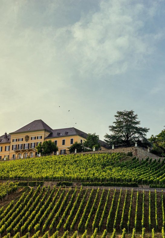 Schloss Johannisberg Weinberge | &copy; Filmagentur Rheingau, Woody T.Herner