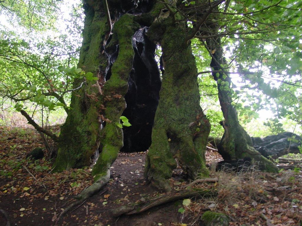 Baumallee | © VG Weißenthurm Baumallee | © VG Weißenthurm