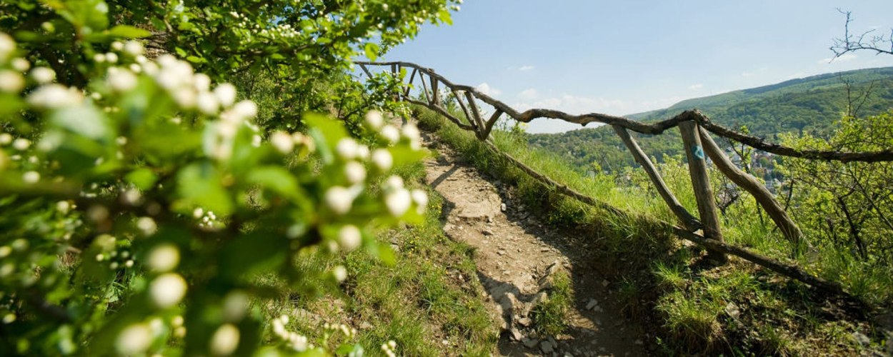 Filsener Ley | © Dominik Ketz, Rheinland-Pfalz Tourismus GmbH Filsener Ley | © Dominik Ketz, Rheinland-Pfalz Tourismus GmbH