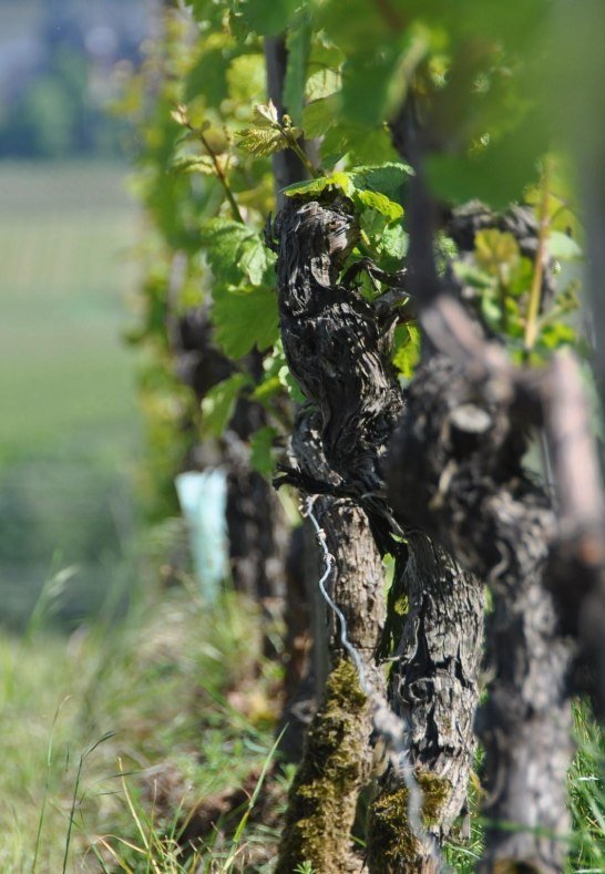 Weingut Martin Klein Rebe | © Weingut Martin Klein Weingut Martin Klein Rebe | © Weingut Martin Klein