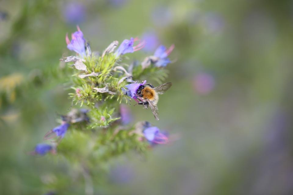 Naturgarten | © Pixabay Naturgarten | © Pixabay