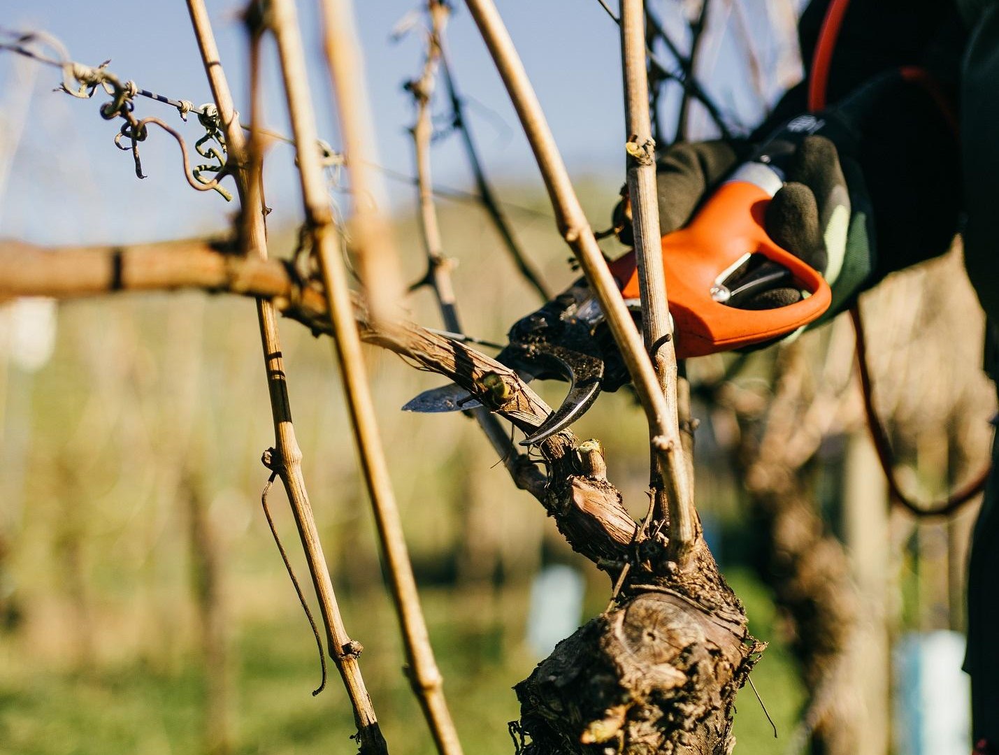 2023-02_HoR_DomaeneBergstrasse-03491 kleiner | © Vinothek Kloster Eberbach 2023-02_HoR_DomaeneBergstrasse-03491 kleiner | © Vinothek Kloster Eberbach