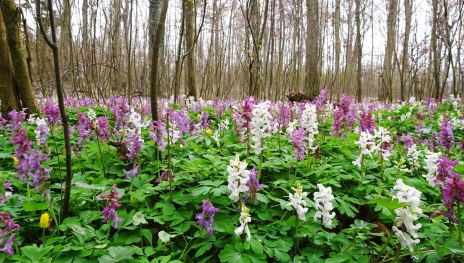 bl&uuml;hender Waldboden | &copy; Naturpark Rhein-Westerwald, Naturpark Rhein-Westerwald