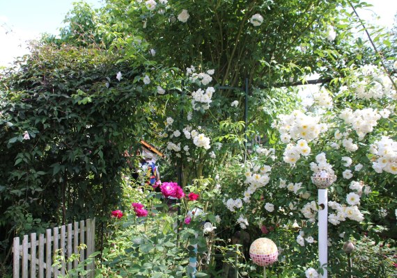 Rosen in Medenscheid_1 | © Beate Lieber Rosen in Medenscheid_1 | © Beate Lieber