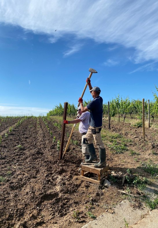 Weingut Martin Klein Weinberg | &copy; Weingut Martin Klein