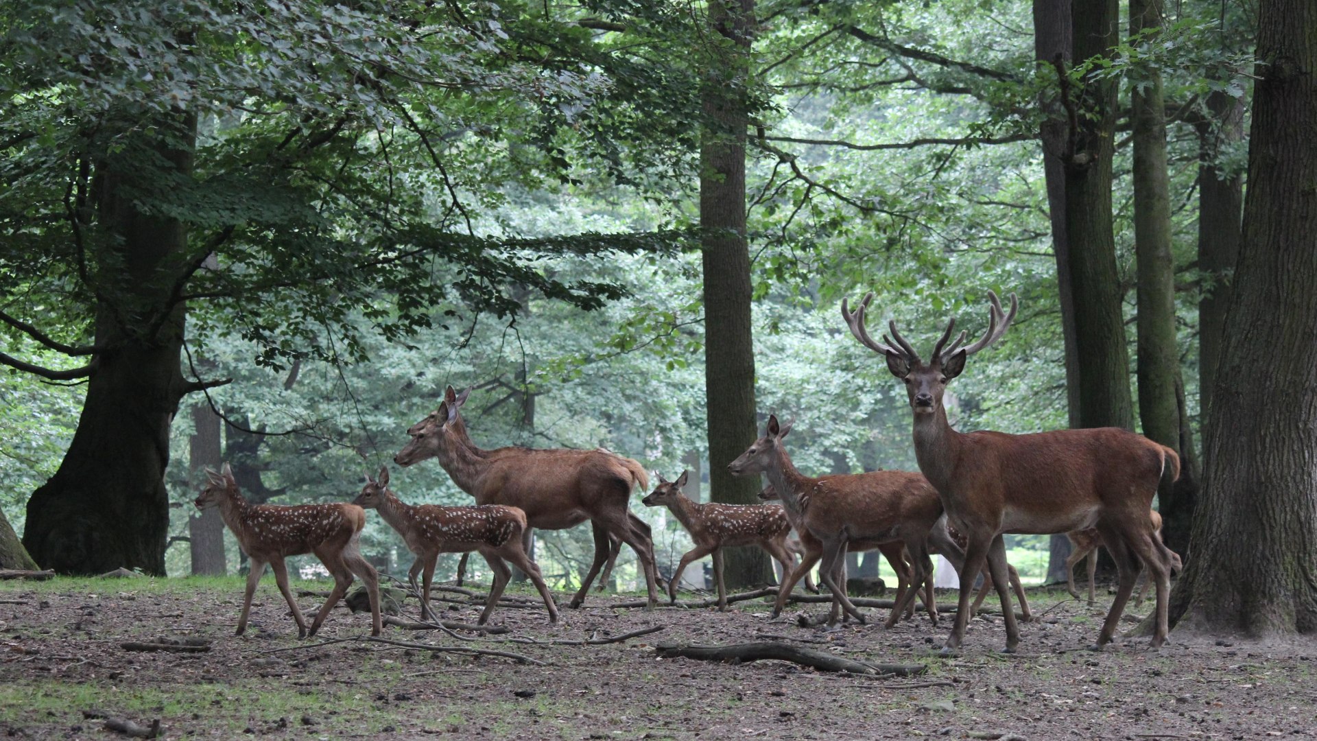 Rehe | &copy; Tessa von L&uuml;dinghausen