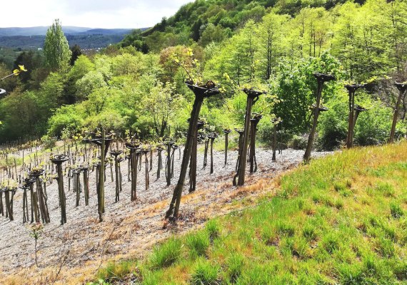 Bopparder Hamm Reben | © Tourist Information Boppard Bopparder Hamm Reben | © Tourist Information Boppard