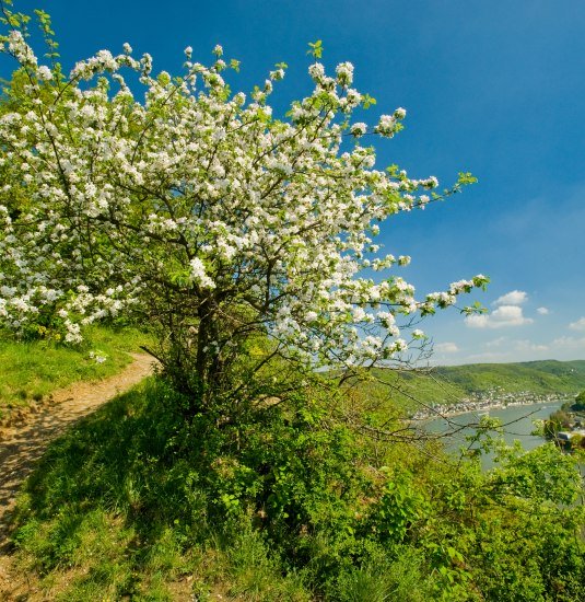 Filsener Ley | © Dominik Ketz / Romantischer Rhein Tourismus GmbH