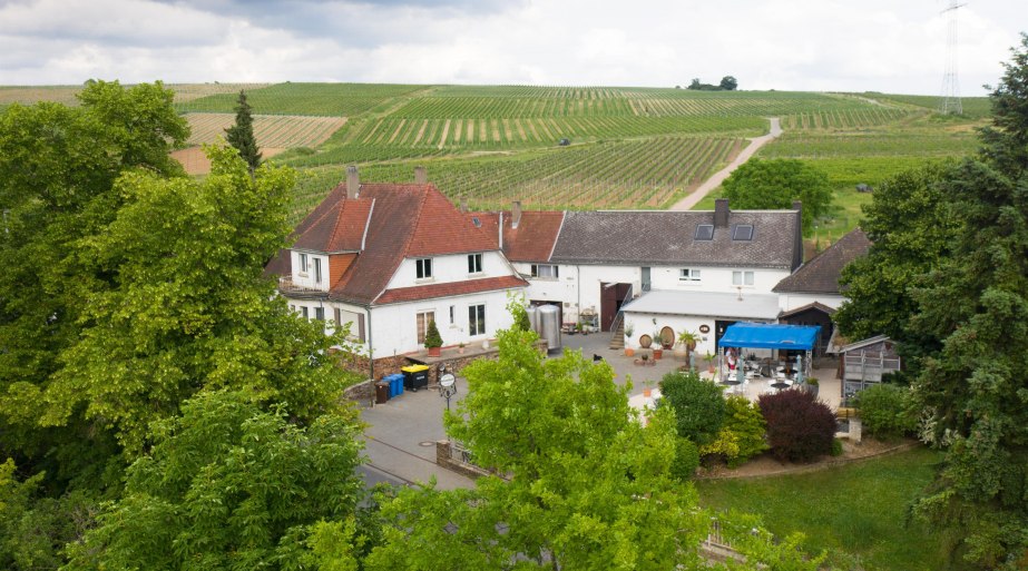 Weingut Jonas Vogelperpesktive | © Silvia Jonas