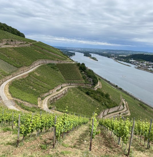 Weinberge | © Marion Schönherr Weinberge | © Marion Schönherr