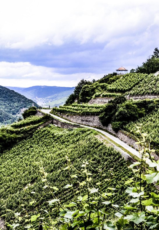 Weinberg in Rüdesheim-Assmannshausen | © Weingut Robert König Weinberg in Rüdesheim-Assmannshausen | © Weingut Robert König