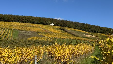 image00002 | © Weingut Diefenhardt image00002 | © Weingut Diefenhardt