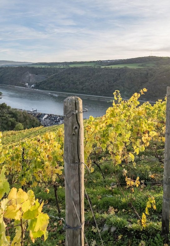 Weinberge vor Burg Gutenfels | © Andreas Pacek, fototour-deutschland.de Weinberge vor Burg Gutenfels | © Andreas Pacek, fototour-deutschland.de