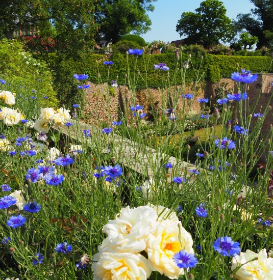 Rosengarten an der Kurfürstlichen Burg Rosengarten an der Kurfürstlichen Burg