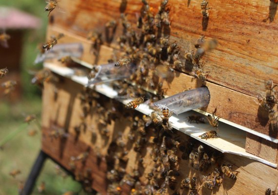 Bienenstock | &copy; Jenny Casta&ntilde;o auf Pixabay