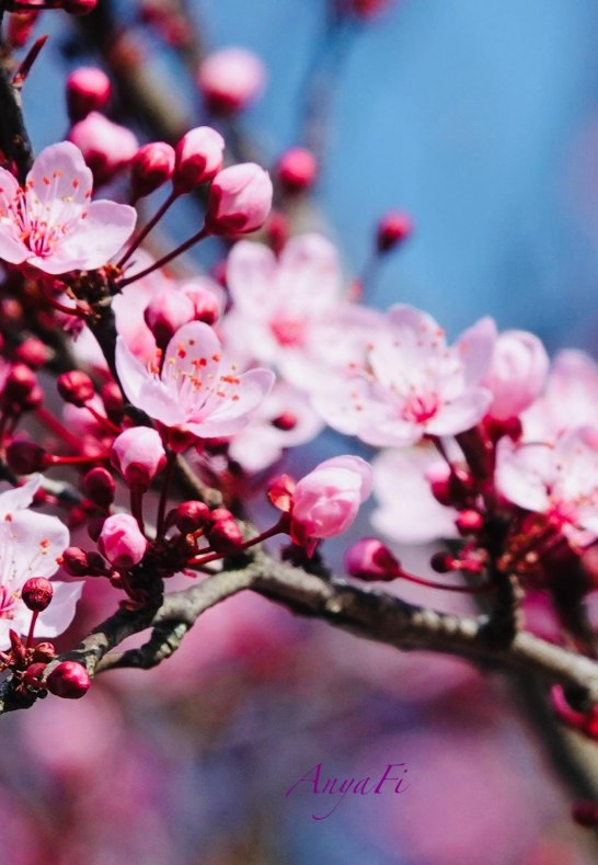 DSC03287 | © AnyaFi