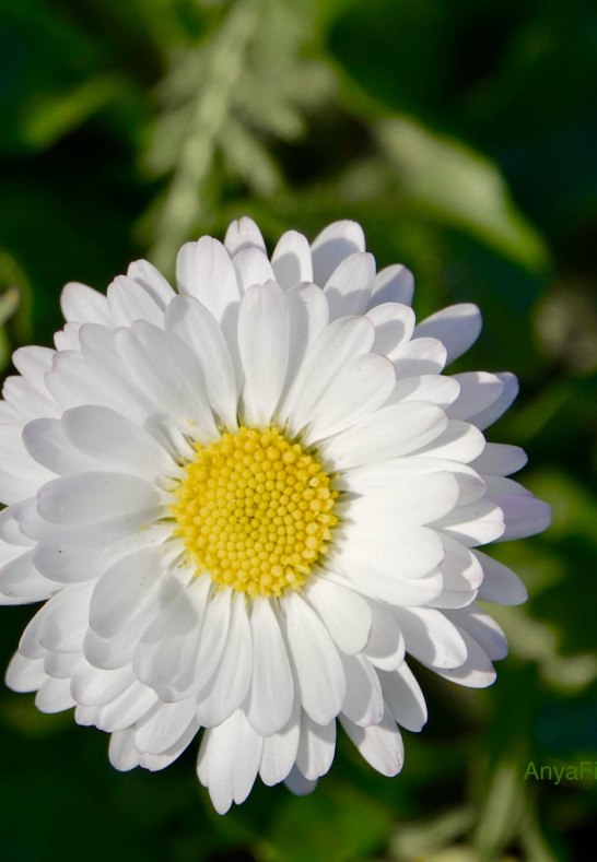 DSC03485 | &copy; AnyaFi