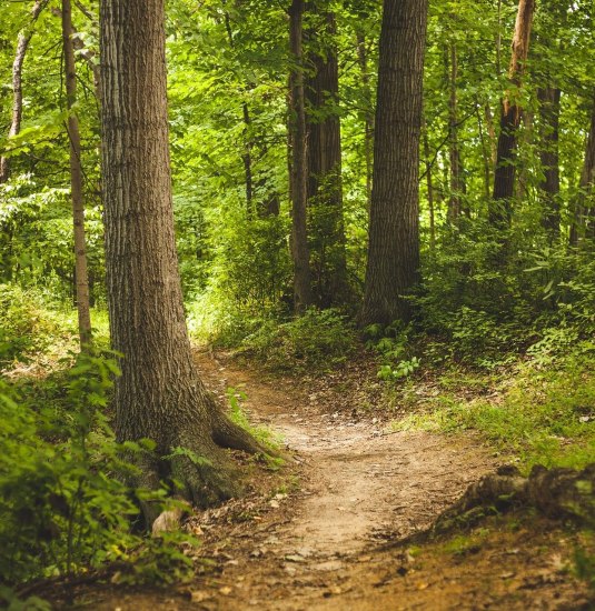 Waldbild | &copy; Pixabay