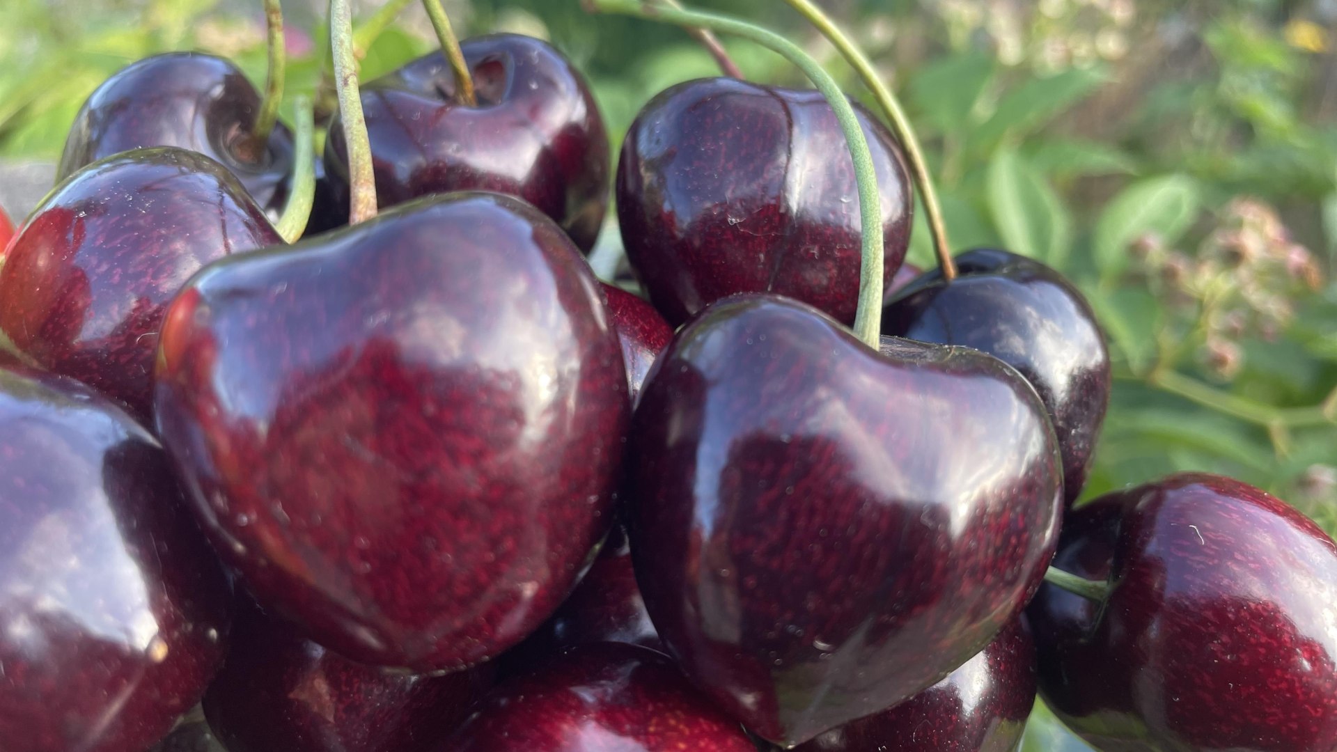 Kirschen | &copy; &copy;Lena Beck Verbandsgemeinde Wei&szlig;enthurm