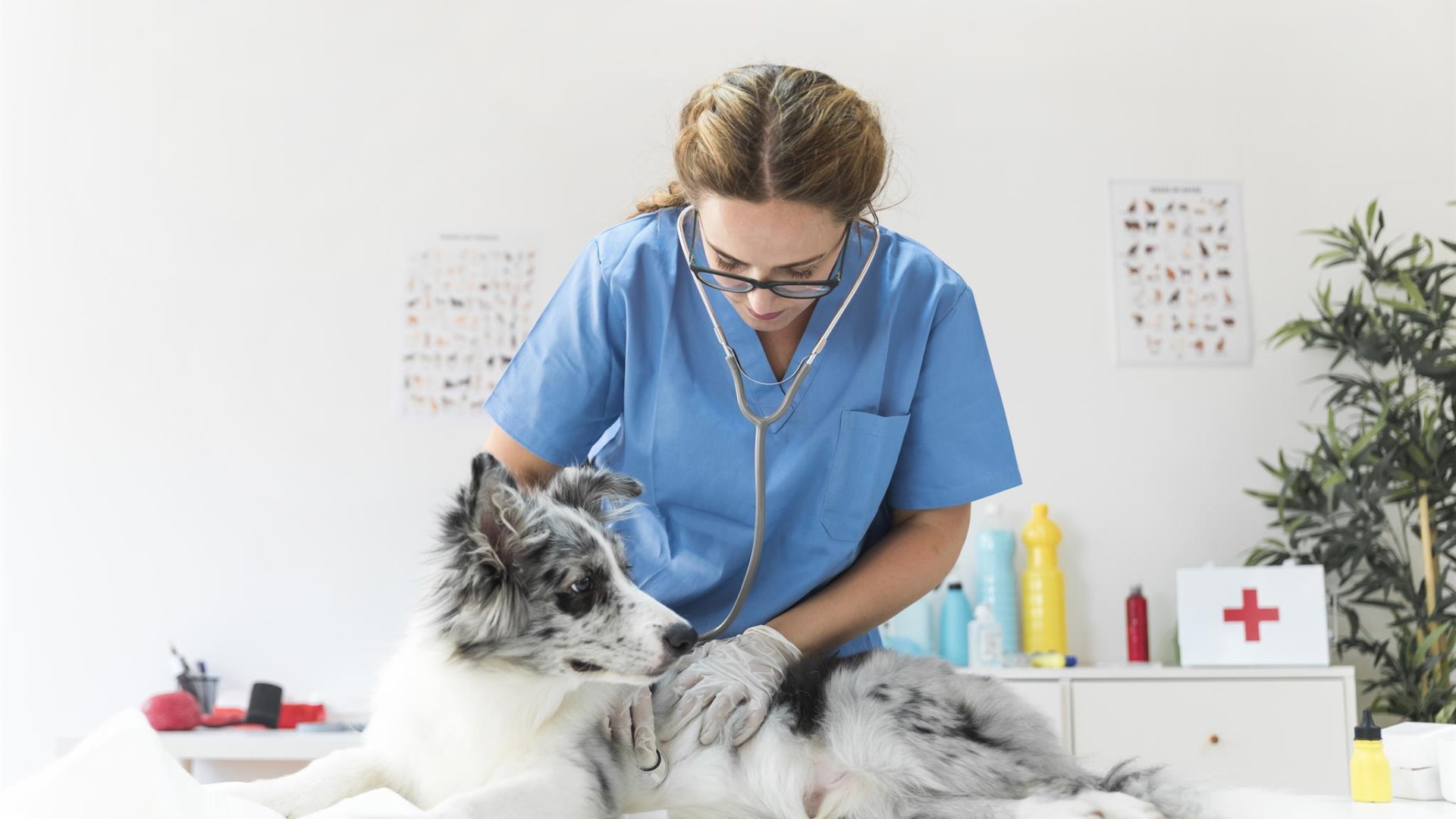 Tier&auml;rztin Jutta Lange | &copy; http://www.freepik.com">Designed by Freepik</a>