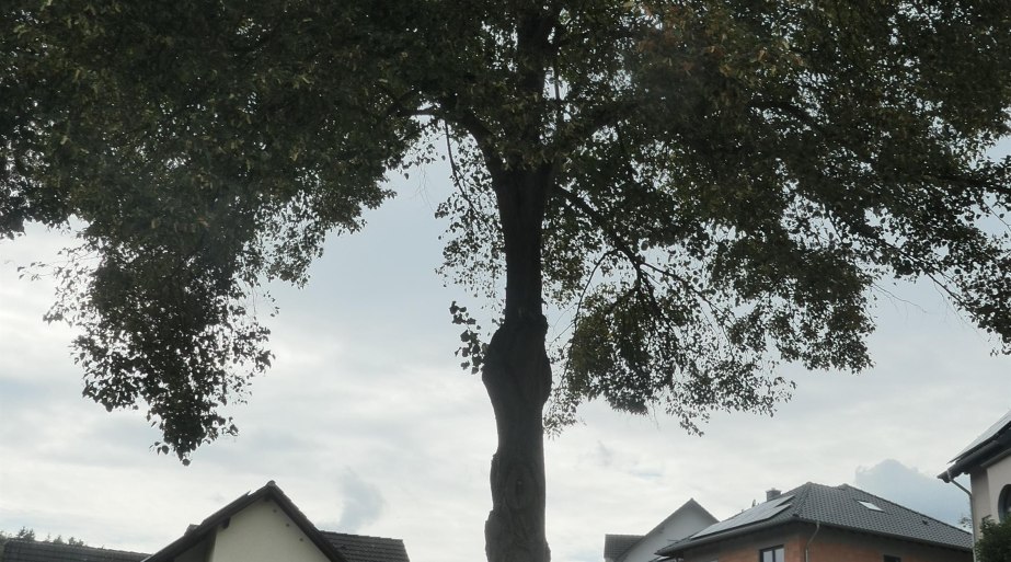 Sängerlinde | © Christian Kuhn, RNT