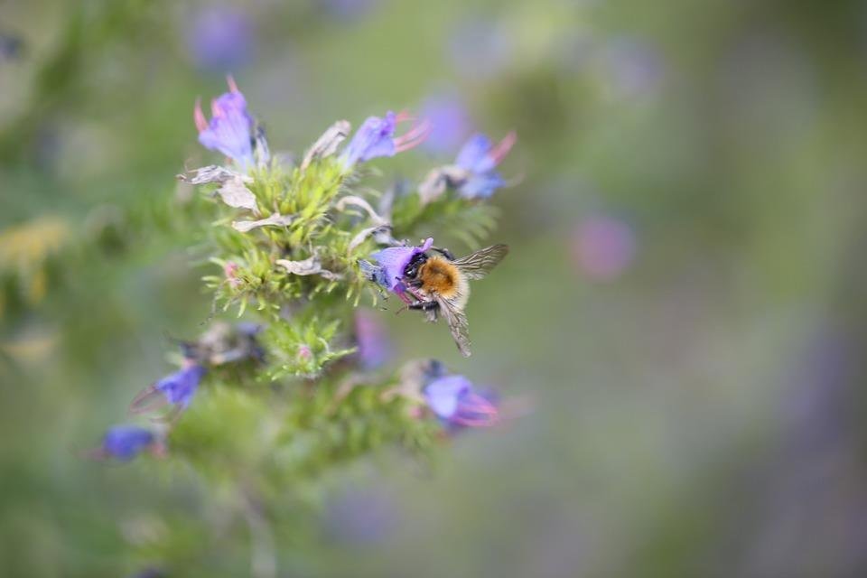 Naturgarten | &copy; Pixabay