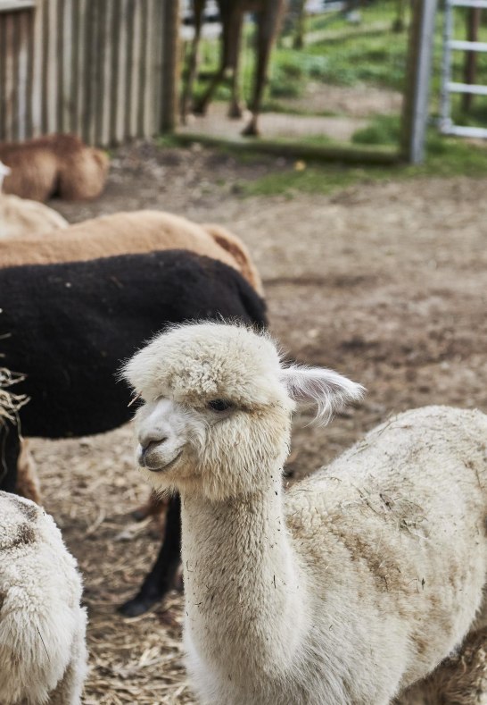 Lamas und Alpakas | © HA Hessen Tourismus, Roman Knie