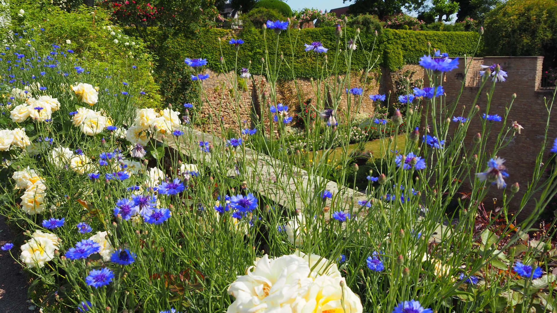 Rosengarten an der Kurf&uuml;rstlichen Burg
