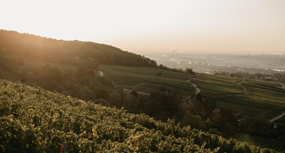 Ausblick Weinbergshaus by Diefenhardt | © Weingut Diefenhardt Ausblick Weinbergshaus by Diefenhardt | © Weingut Diefenhardt