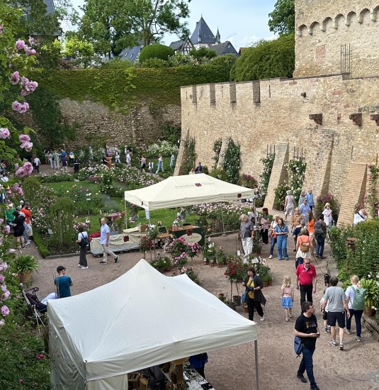 Rosentage2 | &copy; Stadt Eltville am Rhein