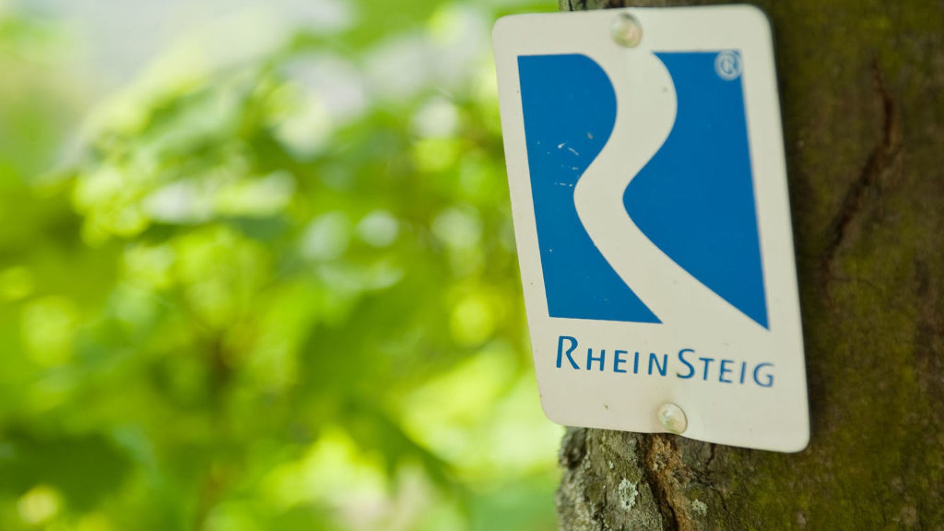 Rheinsteig marking on a tree | © Dominik Ketz / Rheinland-Pfalz Tourismus GmbH Rheinsteig marking on a tree | © Dominik Ketz / Rheinland-Pfalz Tourismus GmbH