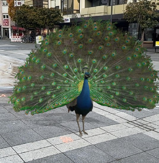 AR-Pfau auf dem Luisenplatz | © Lena Geisler AR-Pfau auf dem Luisenplatz | © Lena Geisler