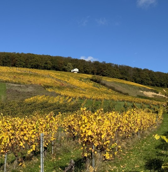 image00002 | © Weingut Diefenhardt image00002 | © Weingut Diefenhardt