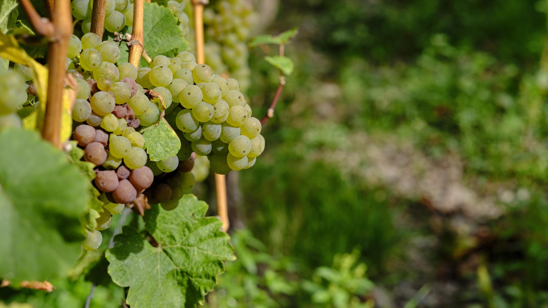 Weinlese | © Stefan Sobotta Weinlese | © Stefan Sobotta