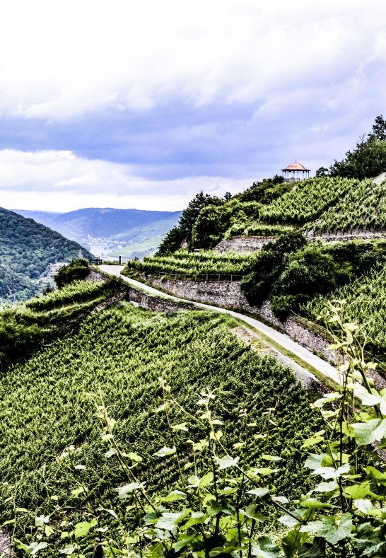 Weinberg in Rüdesheim-Assmannshausen | © Weingut Robert König
