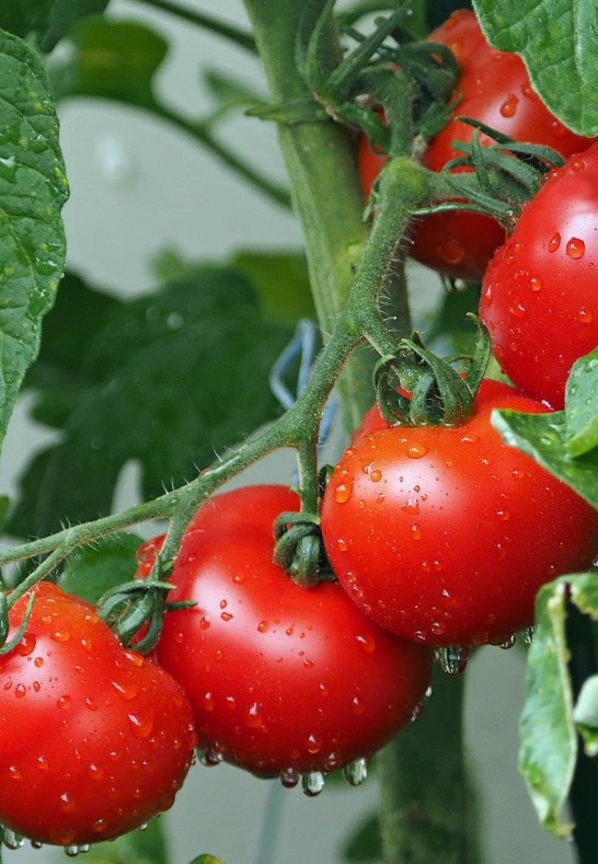 Nutzgarten | &copy; kie-ker auf Pixabay