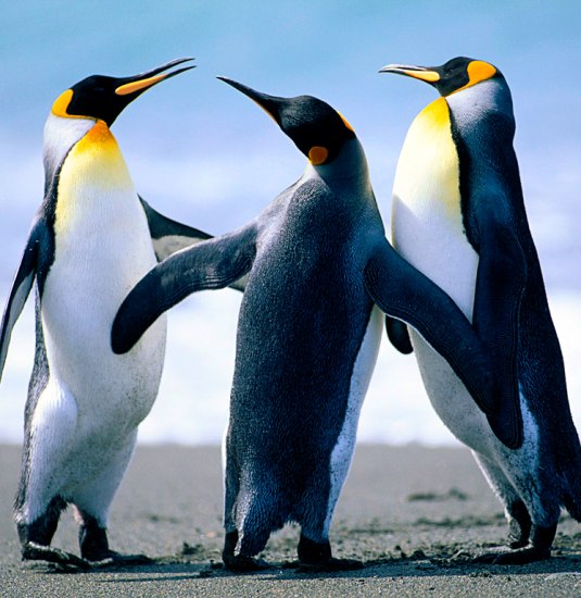 penguins penguins