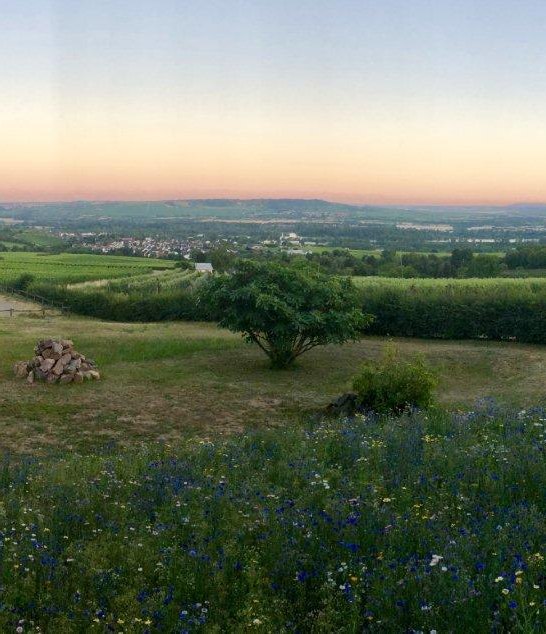 Weinberge Weingut | &copy; Weingut Hof Rheinblick