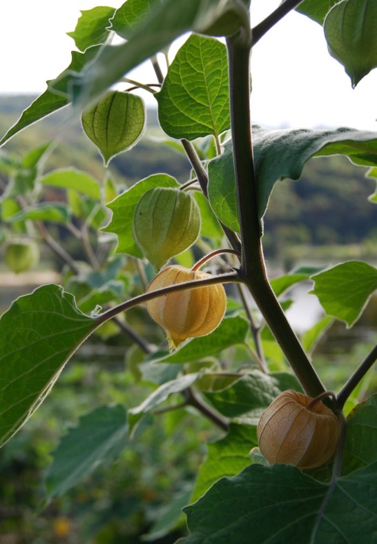 Physalis | © Physalia Mittelrhein Physalis | © Physalia Mittelrhein
